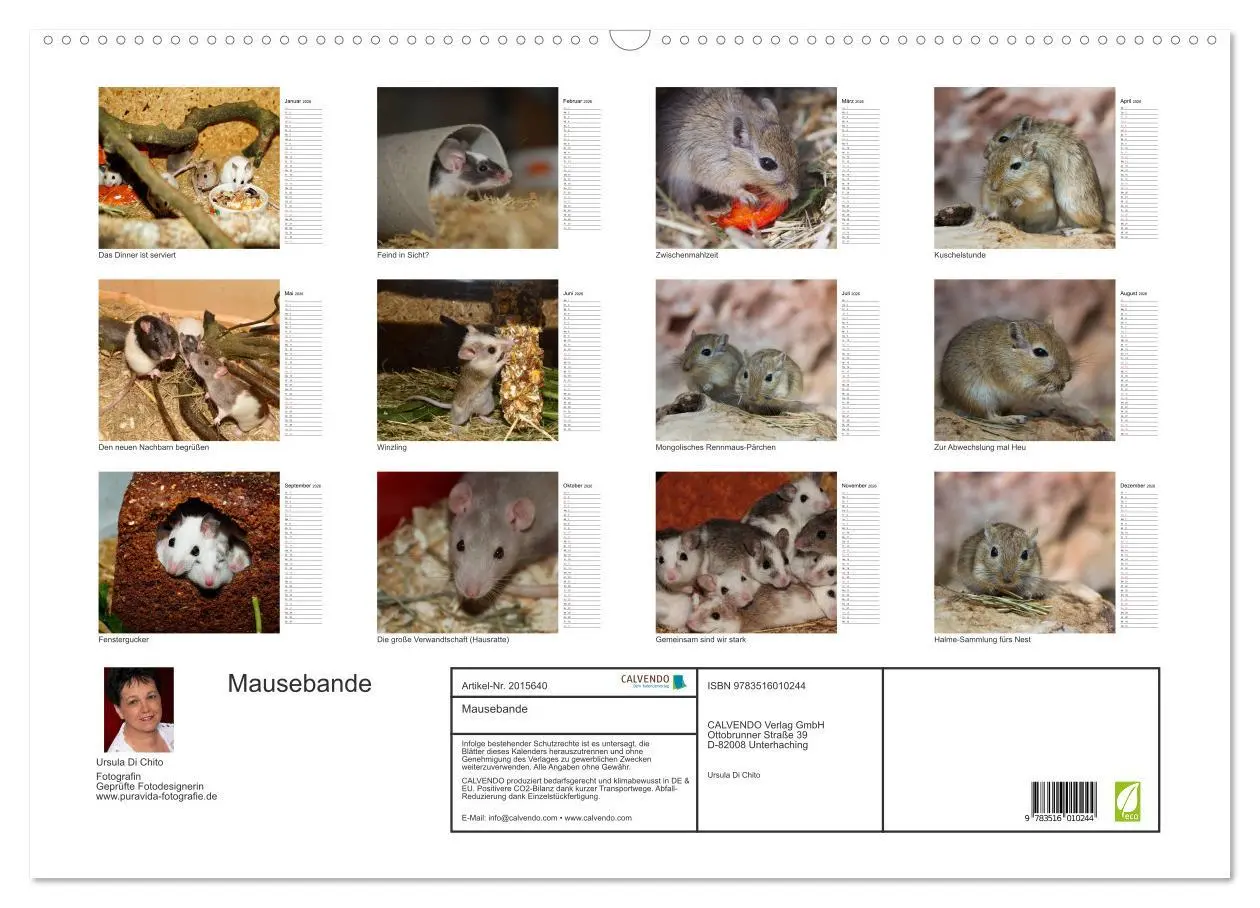 Bild: 9783516010244 | Mausebande (Wandkalender 2026 DIN A2 quer), CALVENDO Monatskalender