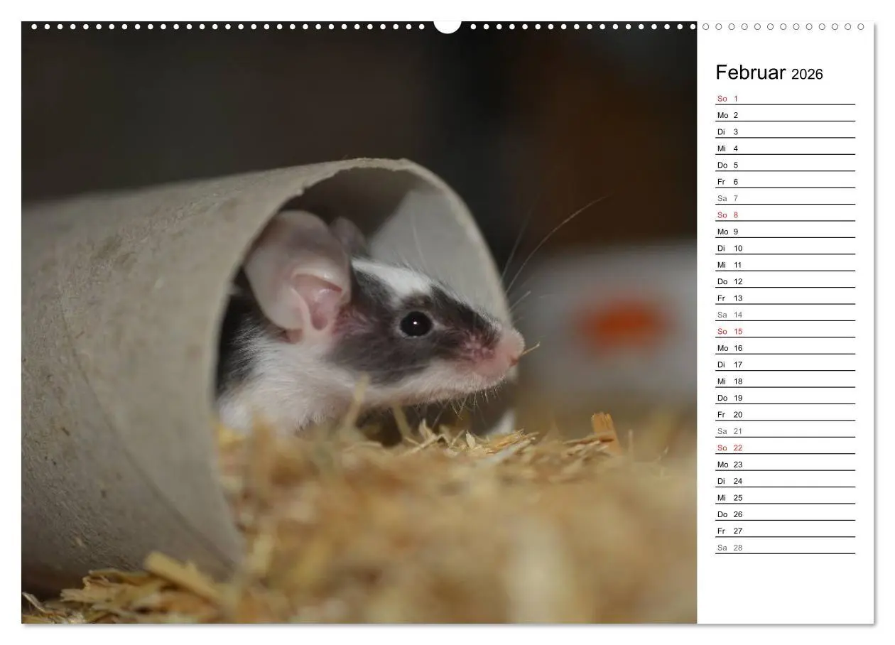 Bild: 9783516010244 | Mausebande (Wandkalender 2026 DIN A2 quer), CALVENDO Monatskalender