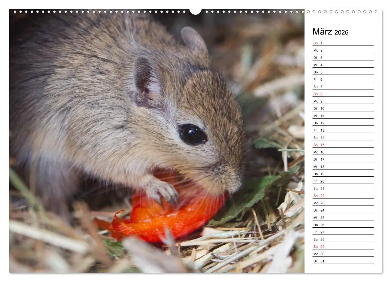 Bild: 9783516010244 | Mausebande (Wandkalender 2026 DIN A2 quer), CALVENDO Monatskalender