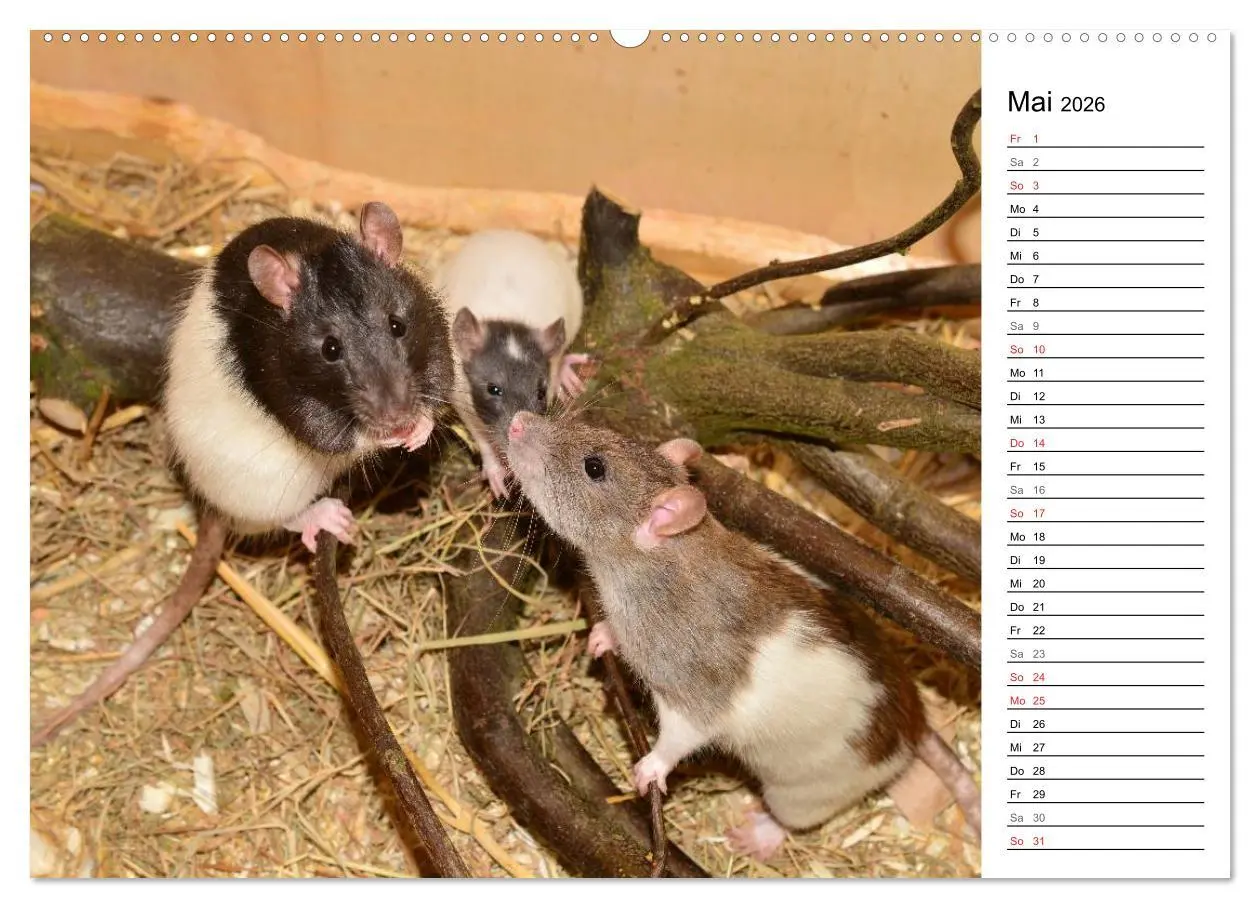 Bild: 9783516010244 | Mausebande (Wandkalender 2026 DIN A2 quer), CALVENDO Monatskalender