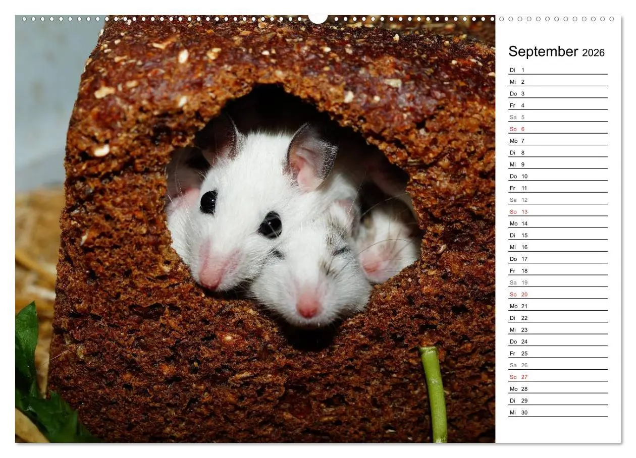 Bild: 9783516010244 | Mausebande (Wandkalender 2026 DIN A2 quer), CALVENDO Monatskalender