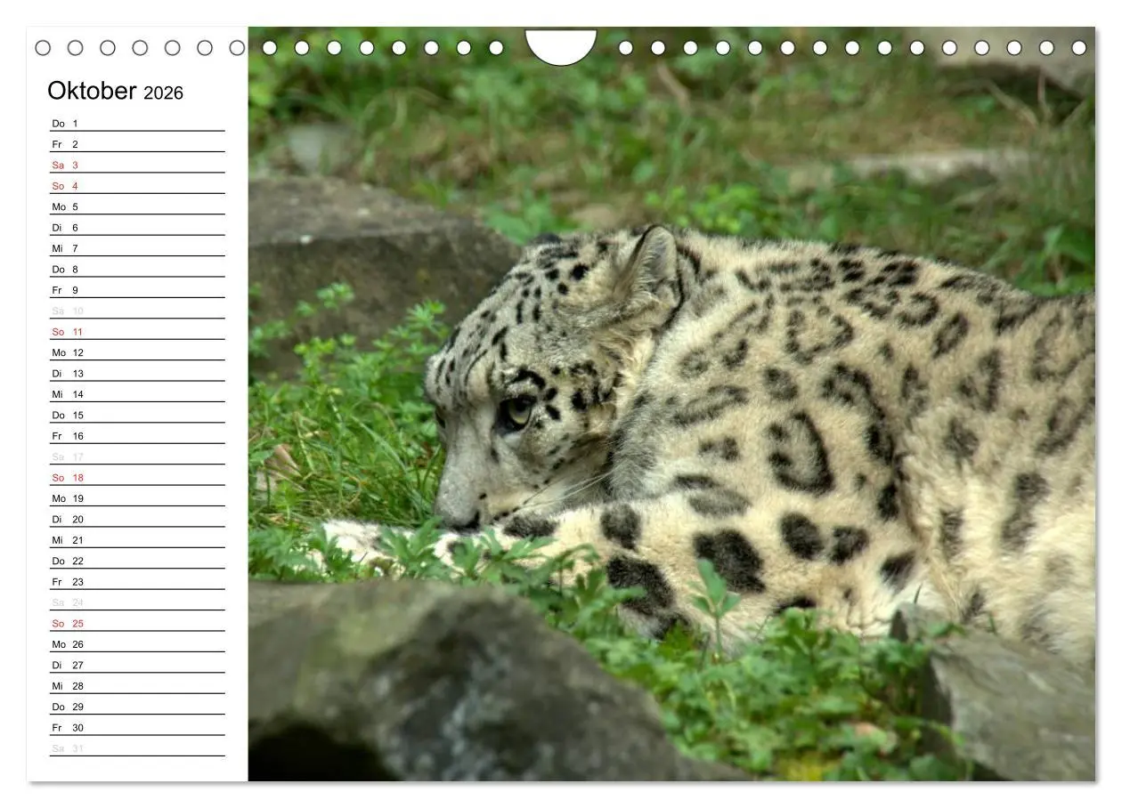 Bild: 9783516000344 | Der Schneeleopard (Wandkalender 2026 DIN A4 quer), CALVENDO...