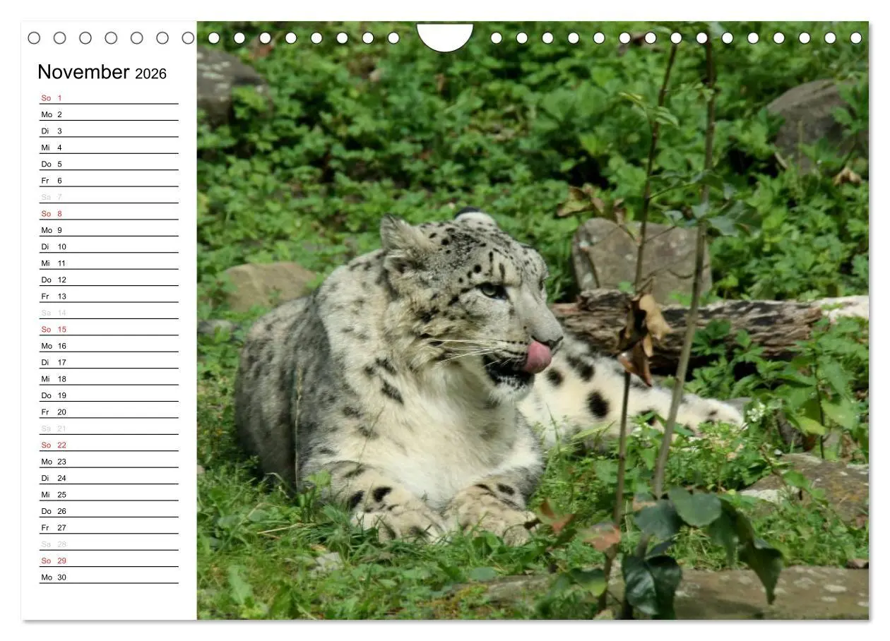 Bild: 9783516000344 | Der Schneeleopard (Wandkalender 2026 DIN A4 quer), CALVENDO...