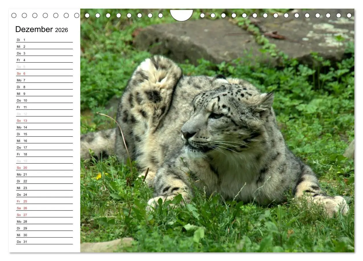 Bild: 9783516000344 | Der Schneeleopard (Wandkalender 2026 DIN A4 quer), CALVENDO...