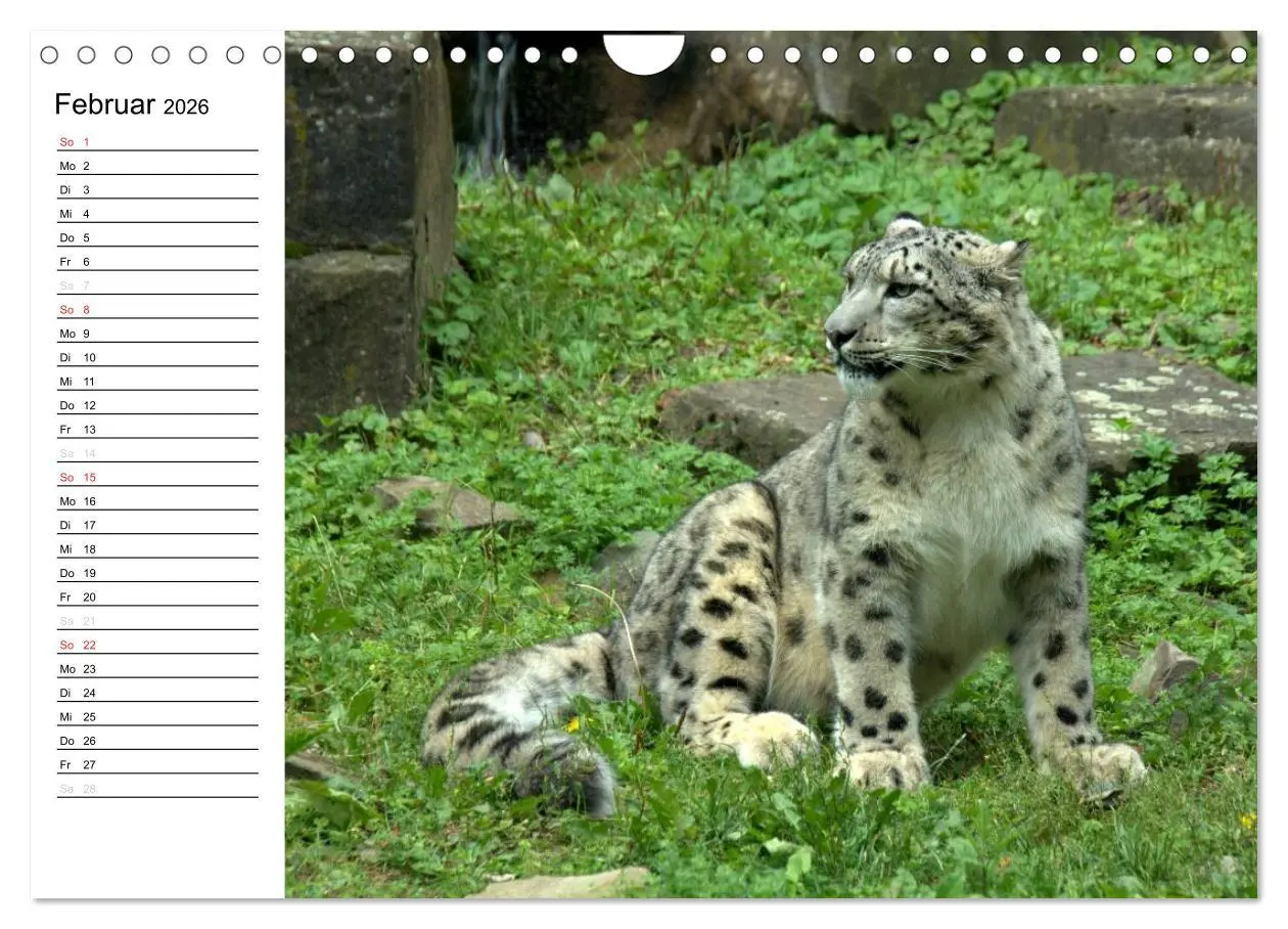Bild: 9783516000344 | Der Schneeleopard (Wandkalender 2026 DIN A4 quer), CALVENDO...