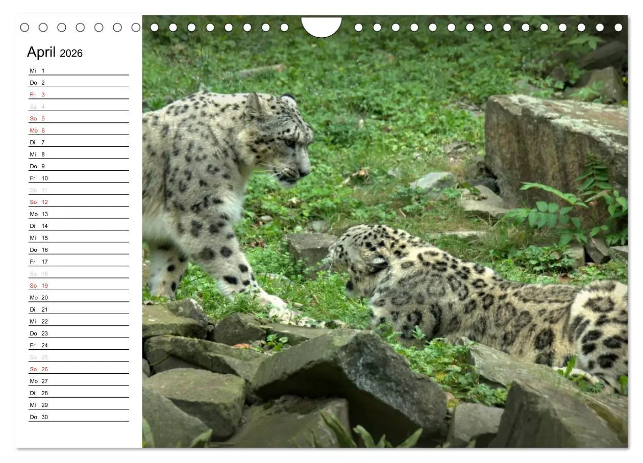 Bild: 9783516000344 | Der Schneeleopard (Wandkalender 2026 DIN A4 quer), CALVENDO...