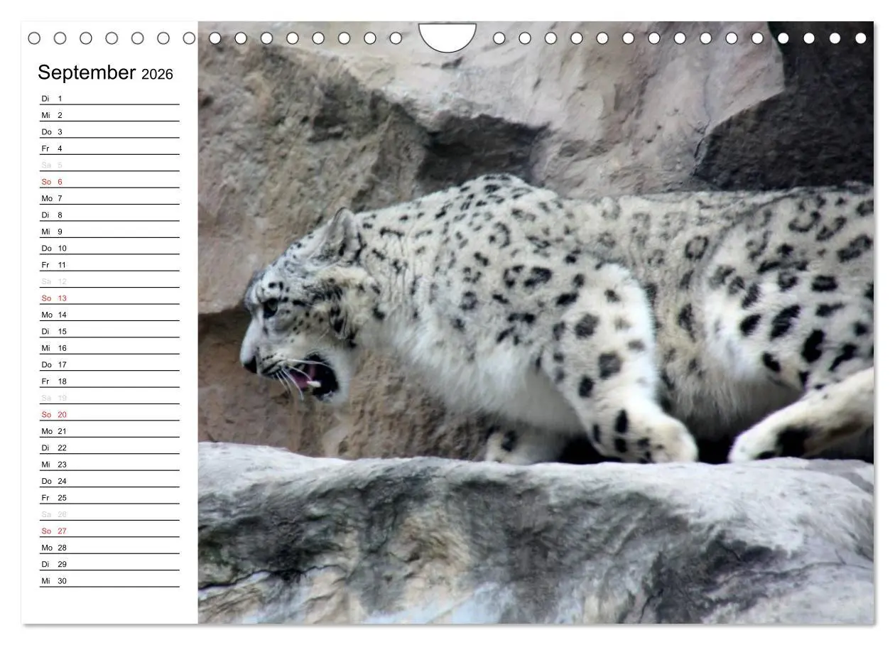 Bild: 9783516000344 | Der Schneeleopard (Wandkalender 2026 DIN A4 quer), CALVENDO...