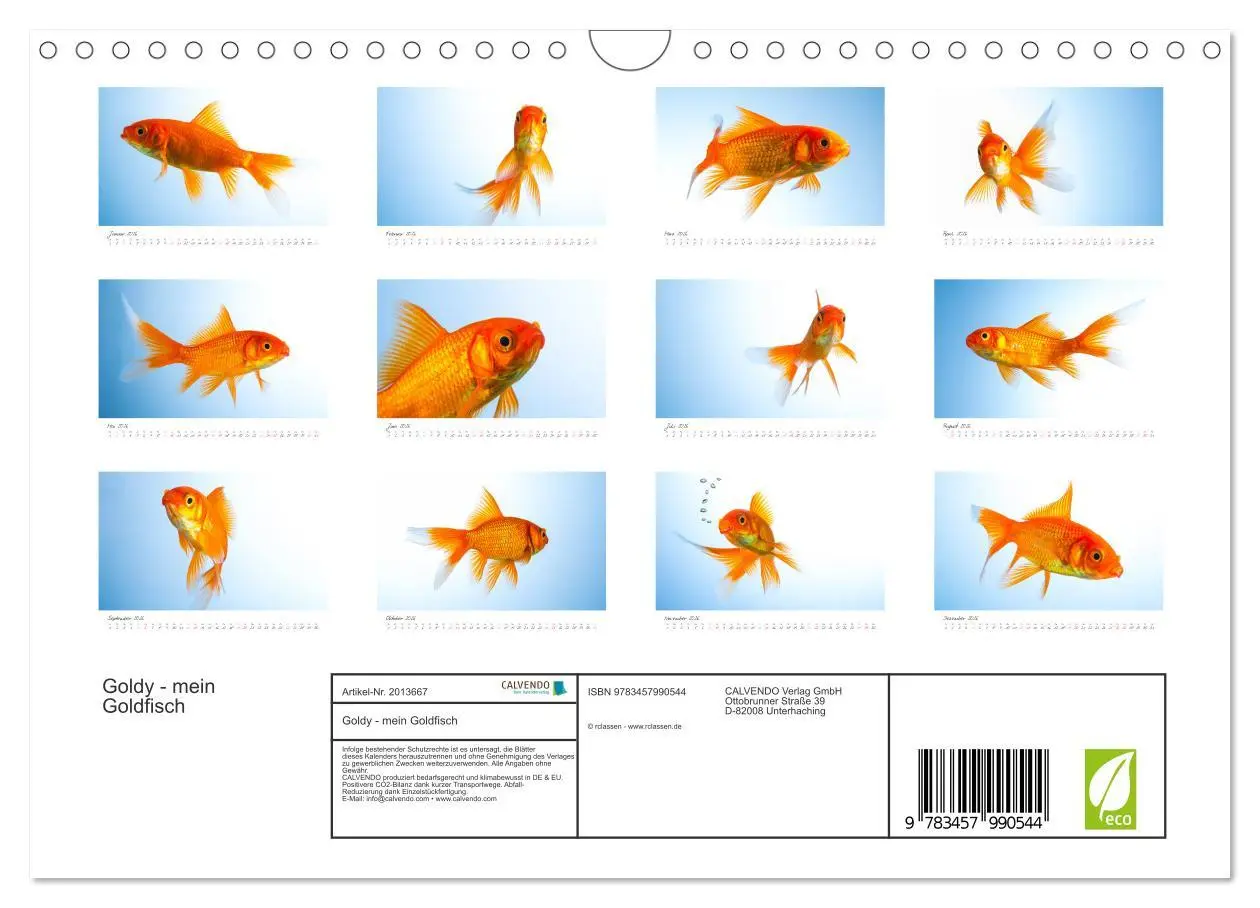 Bild: 9783457990544 | Goldy - mein Goldfisch (Wandkalender 2026 DIN A4 quer), CALVENDO...
