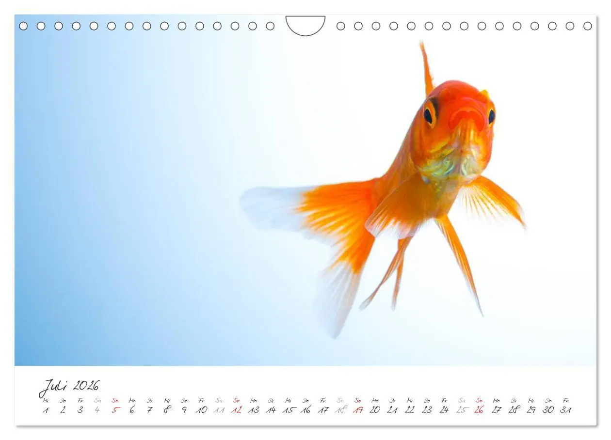 Bild: 9783457990544 | Goldy - mein Goldfisch (Wandkalender 2026 DIN A4 quer), CALVENDO...