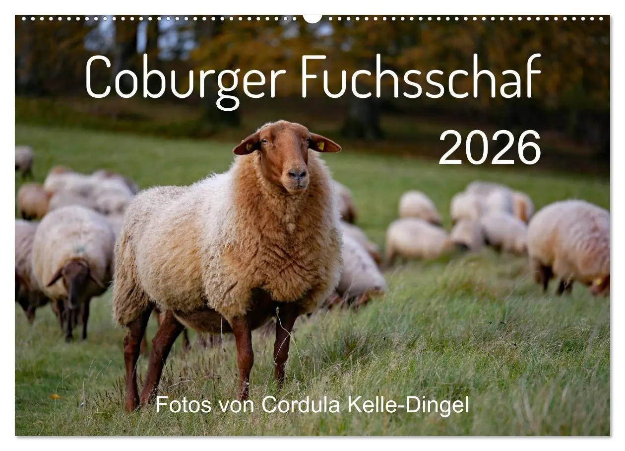 Cover: 9783457740644 | Coburger Fuchsschaf (Wandkalender 2026 DIN A2 quer), CALVENDO...