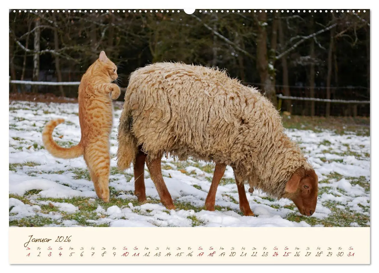 Bild: 9783457740644 | Coburger Fuchsschaf (Wandkalender 2026 DIN A2 quer), CALVENDO...