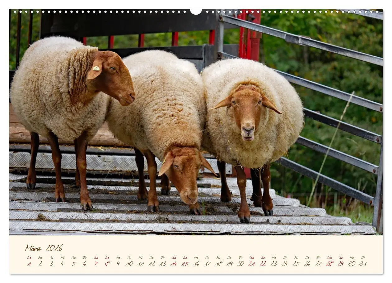 Bild: 9783457740644 | Coburger Fuchsschaf (Wandkalender 2026 DIN A2 quer), CALVENDO...