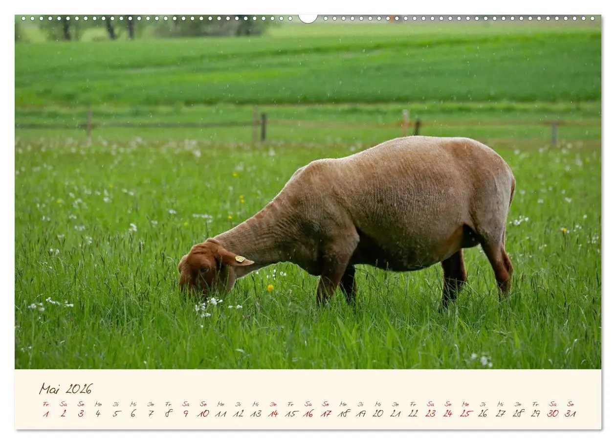 Bild: 9783457740644 | Coburger Fuchsschaf (Wandkalender 2026 DIN A2 quer), CALVENDO...