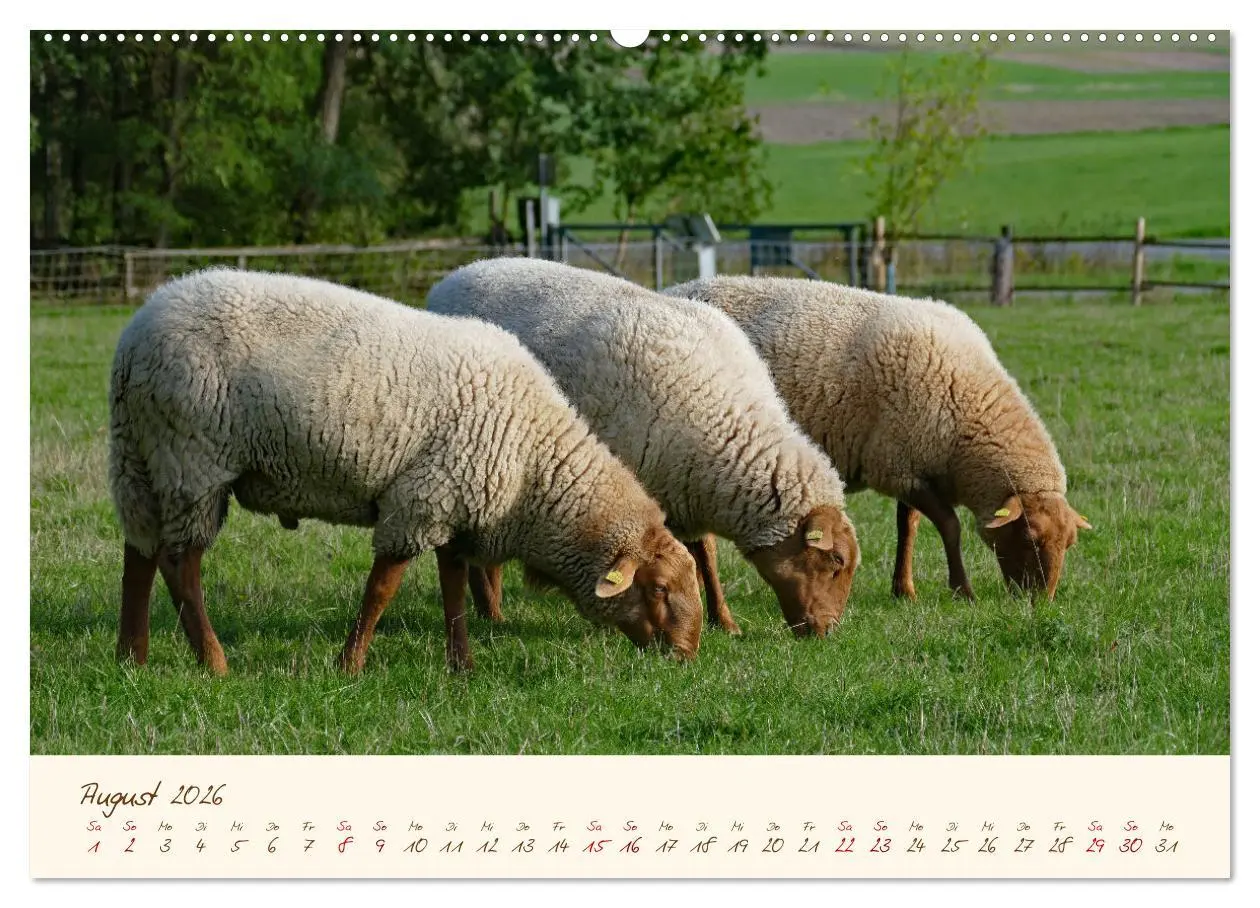 Bild: 9783457740644 | Coburger Fuchsschaf (Wandkalender 2026 DIN A2 quer), CALVENDO...