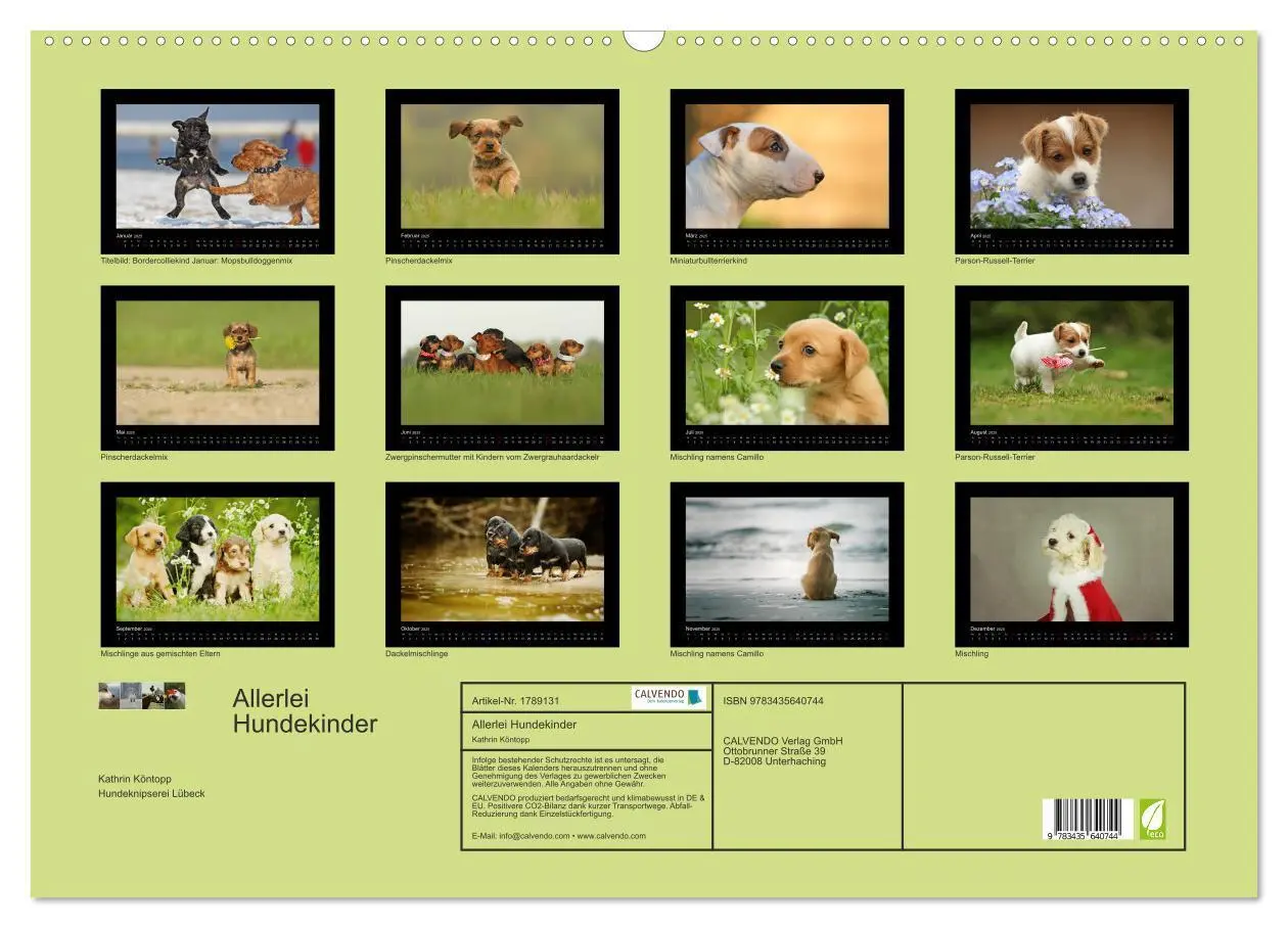 Bild: 9783435640744 | Allerlei Hundekinder (Wandkalender 2025 DIN A2 quer), CALVENDO...