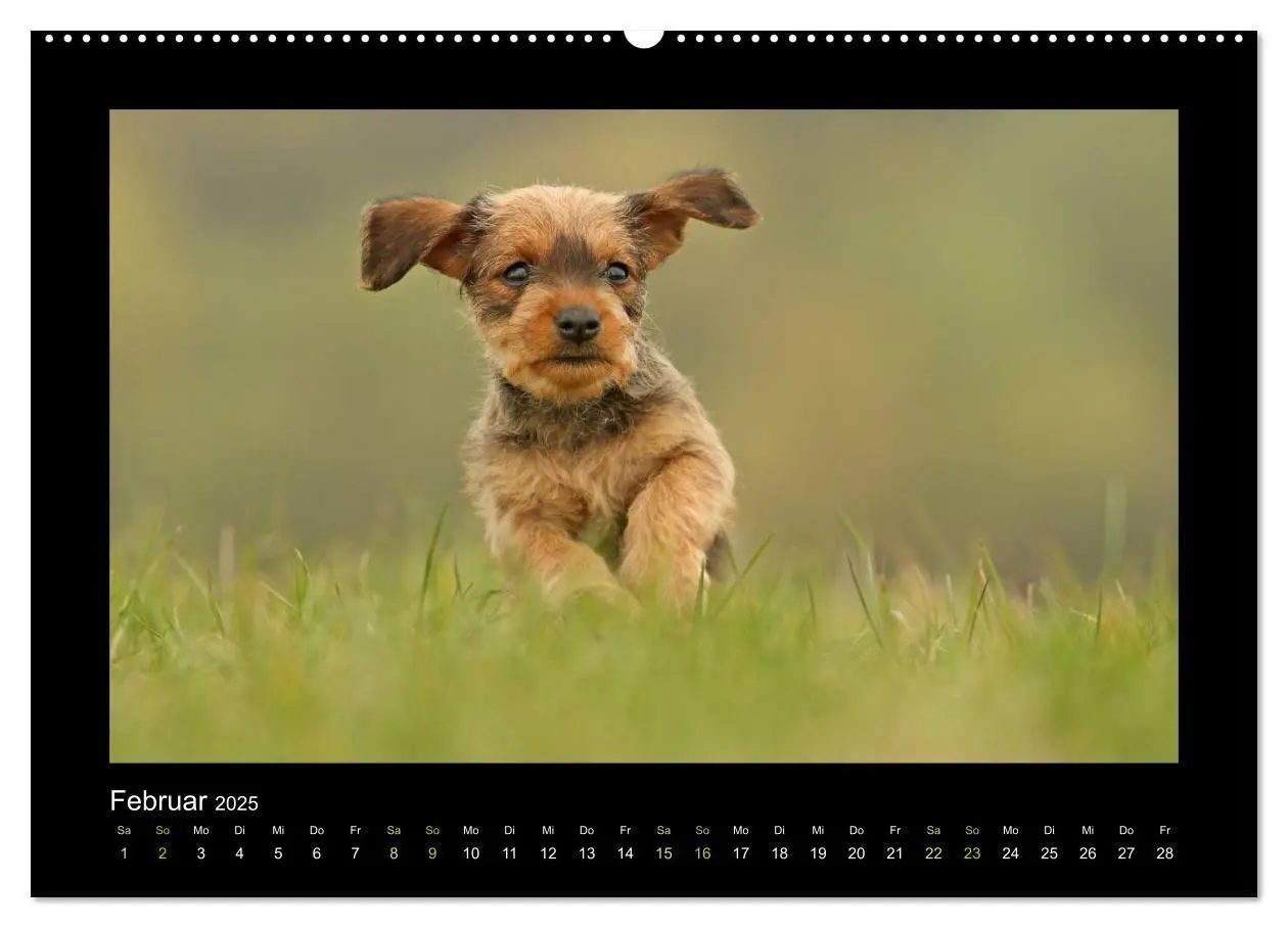 Bild: 9783435640744 | Allerlei Hundekinder (Wandkalender 2025 DIN A2 quer), CALVENDO...