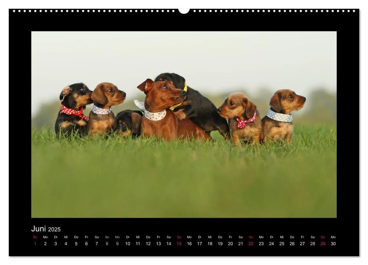 Bild: 9783435640744 | Allerlei Hundekinder (Wandkalender 2025 DIN A2 quer), CALVENDO...