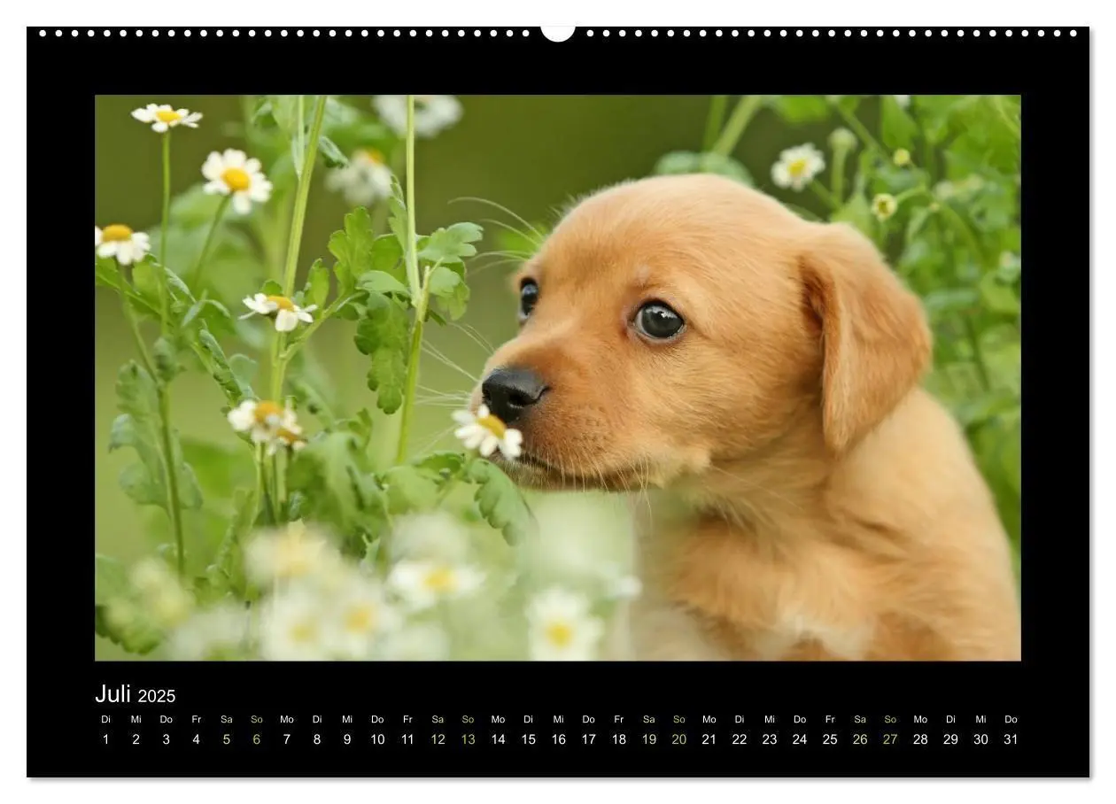 Bild: 9783435640744 | Allerlei Hundekinder (Wandkalender 2025 DIN A2 quer), CALVENDO...
