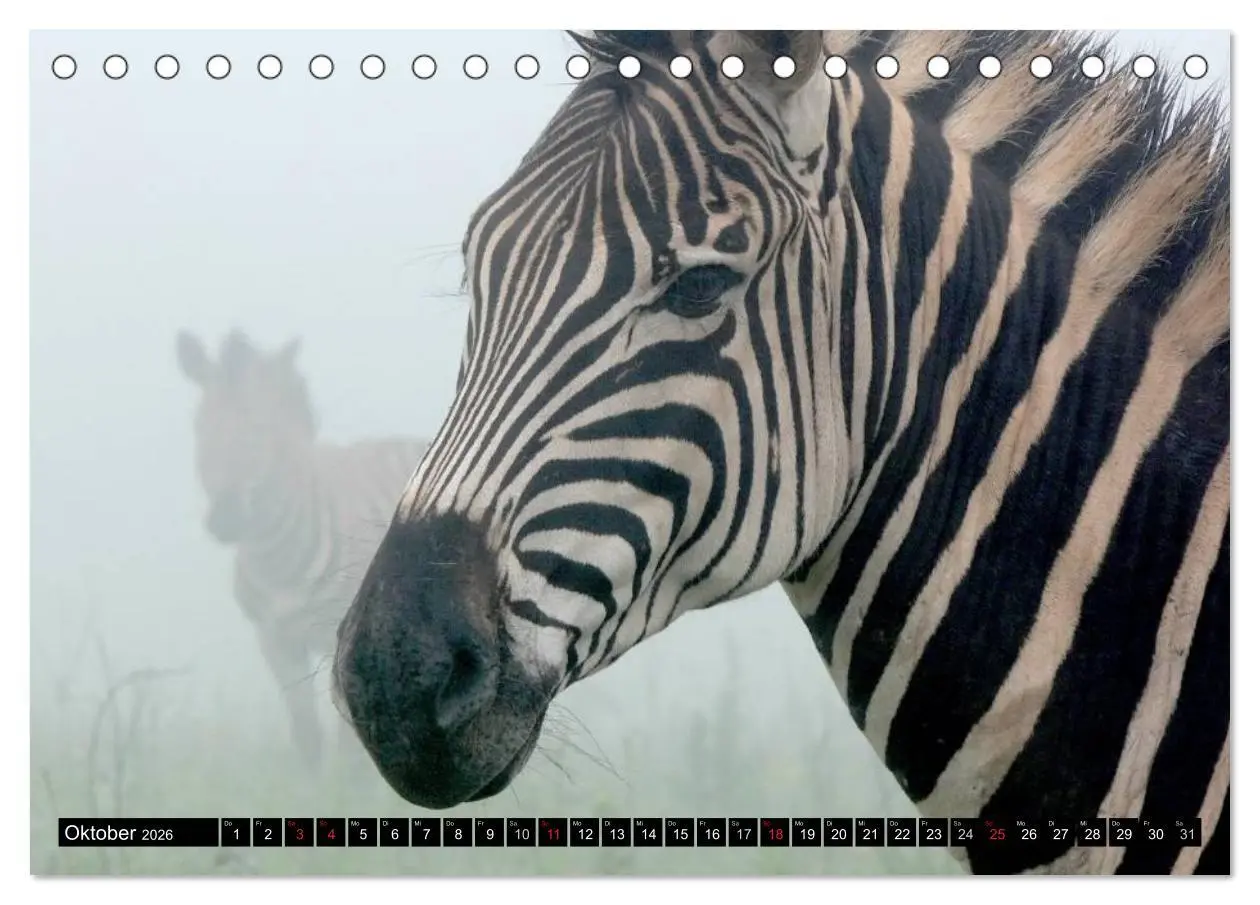 Bild: 9783516130744 | Zebras - Ungezähmte Kraft (Tischkalender 2026 DIN A5 quer),...