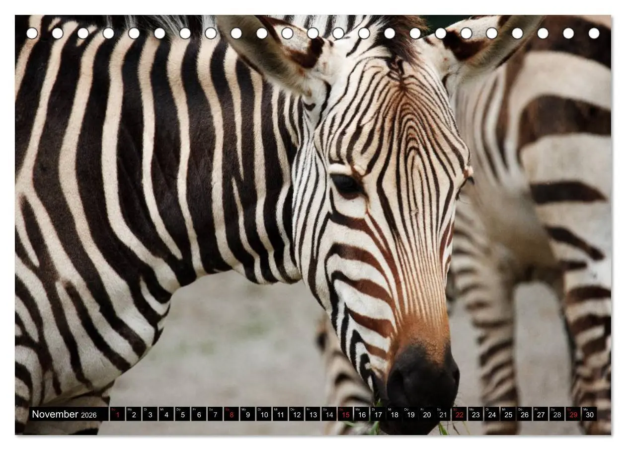 Bild: 9783516130744 | Zebras - Ungezähmte Kraft (Tischkalender 2026 DIN A5 quer),...