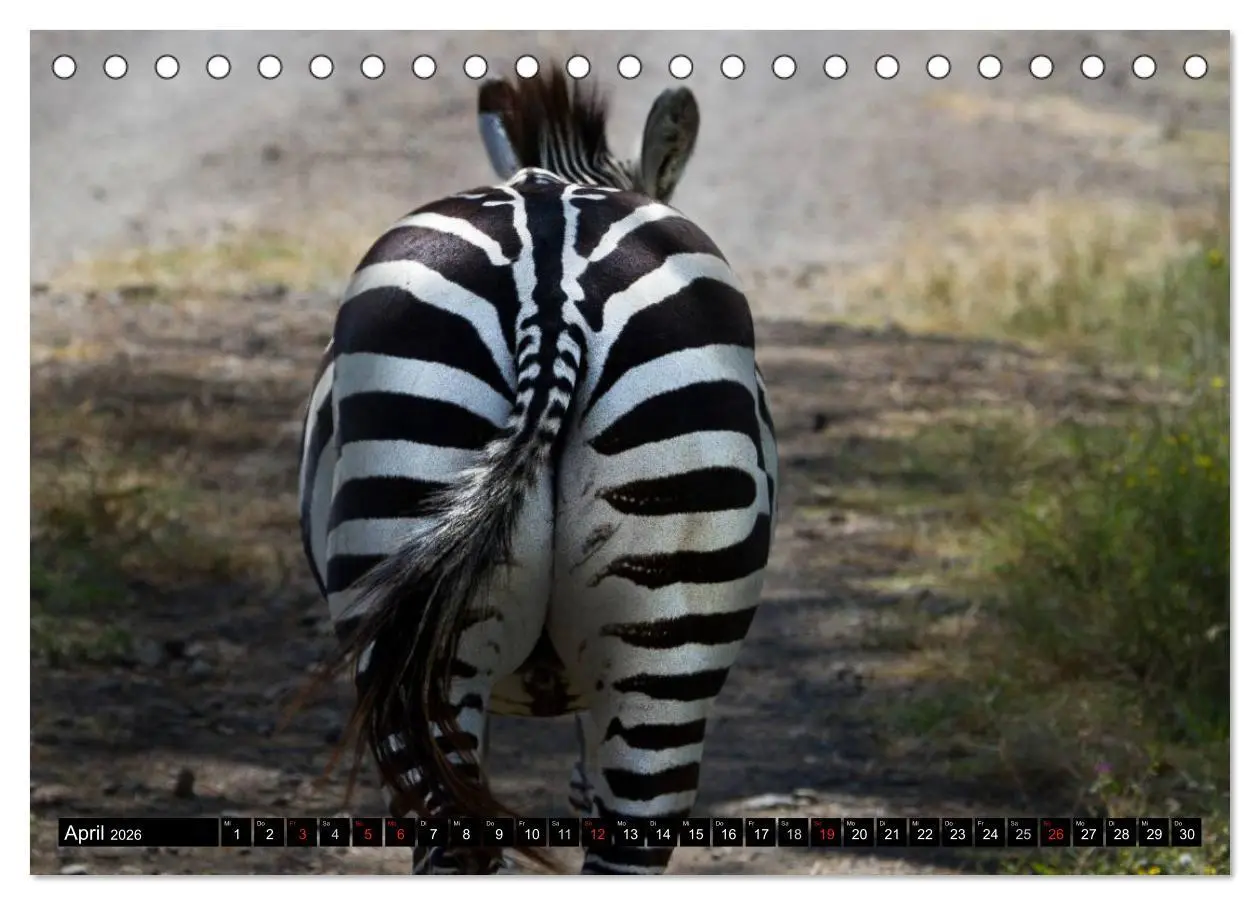 Bild: 9783516130744 | Zebras - Ungezähmte Kraft (Tischkalender 2026 DIN A5 quer),...