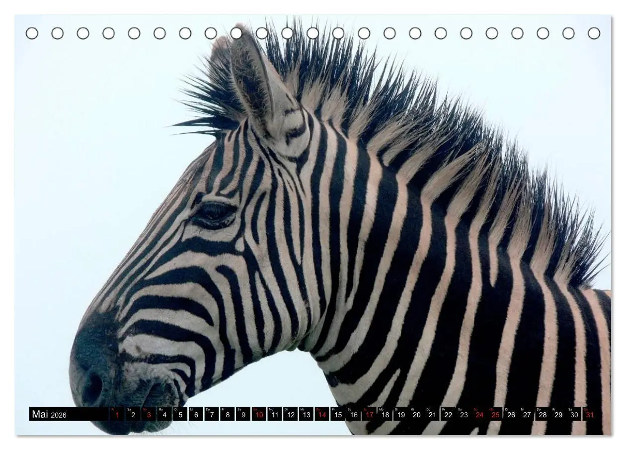Bild: 9783516130744 | Zebras - Ungezähmte Kraft (Tischkalender 2026 DIN A5 quer),...
