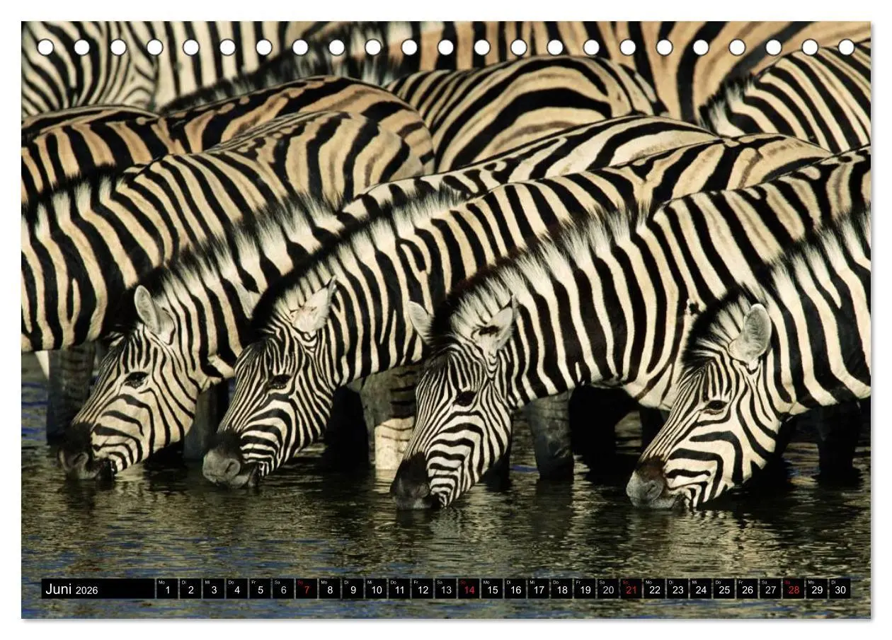 Bild: 9783516130744 | Zebras - Ungezähmte Kraft (Tischkalender 2026 DIN A5 quer),...