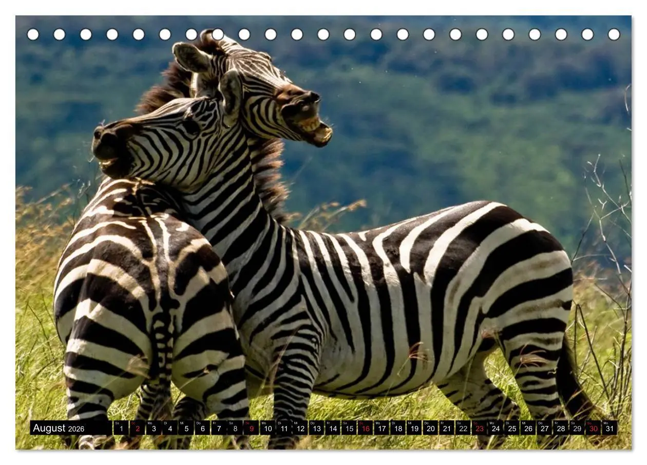 Bild: 9783516130744 | Zebras - Ungezähmte Kraft (Tischkalender 2026 DIN A5 quer),...