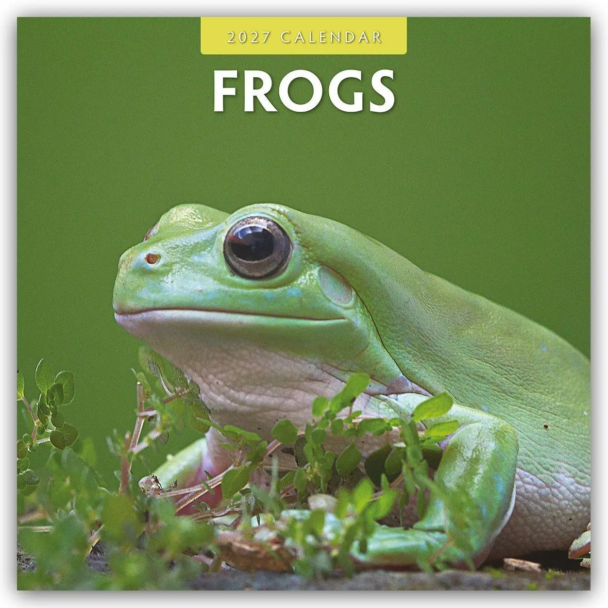 Cover: 9781837010844 | Frogs - Frosch - Frösche 2027 - 16-Monatskalender | Robin Red | 28 S.