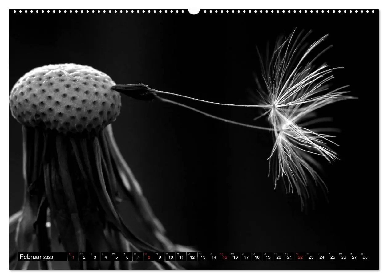 Bild: 9783516120844 | Pusteblume - Impressionen in schwarzweiß (Wandkalender 2026 DIN A2...