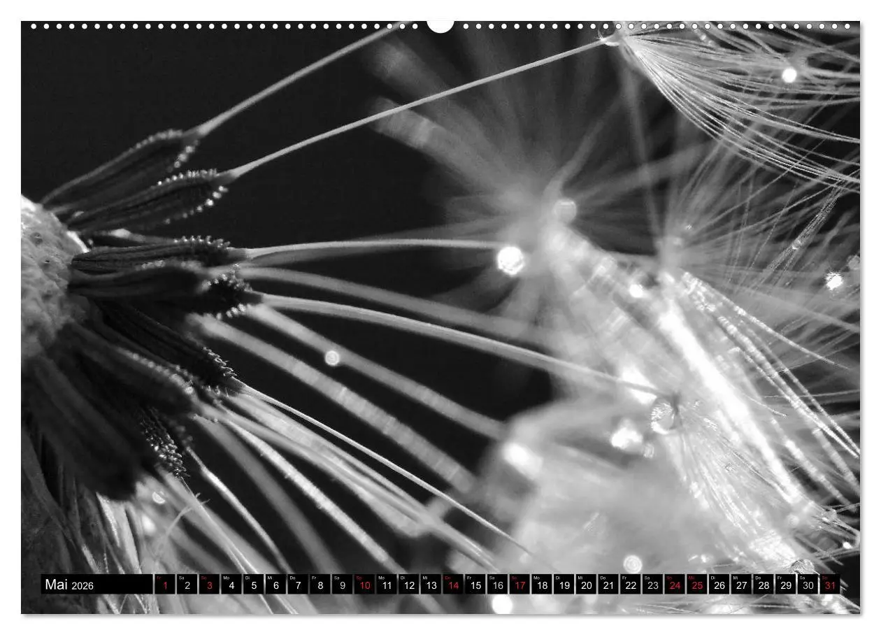 Bild: 9783516120844 | Pusteblume - Impressionen in schwarzweiß (Wandkalender 2026 DIN A2...