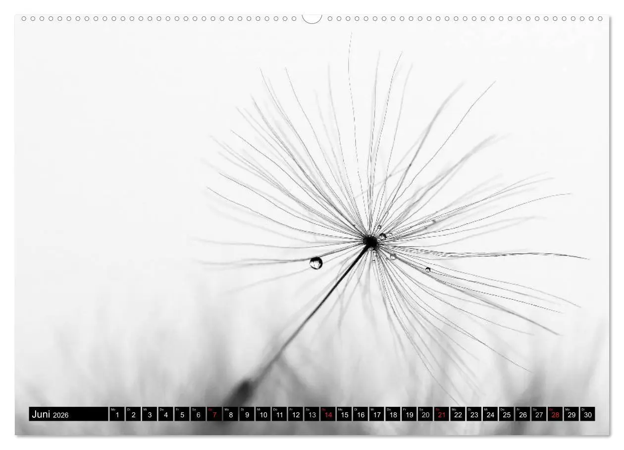 Bild: 9783516120844 | Pusteblume - Impressionen in schwarzweiß (Wandkalender 2026 DIN A2...