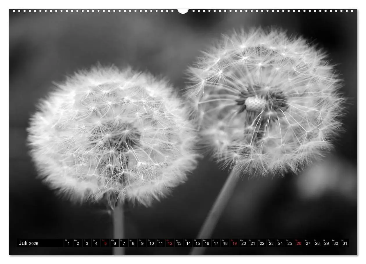 Bild: 9783516120844 | Pusteblume - Impressionen in schwarzweiß (Wandkalender 2026 DIN A2...