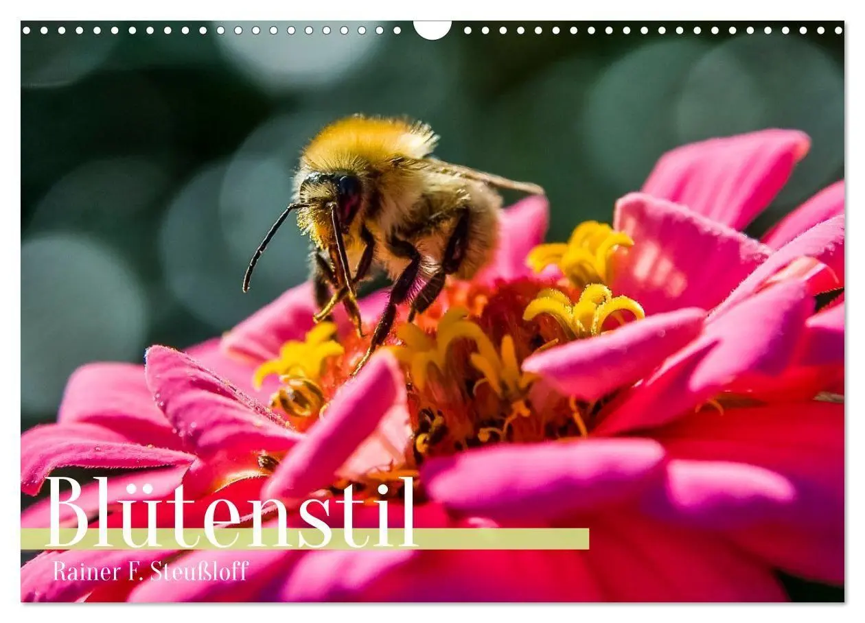 Cover: 9783516670844 | Blütenstil (Wandkalender 2026 DIN A3 quer), CALVENDO Monatskalender