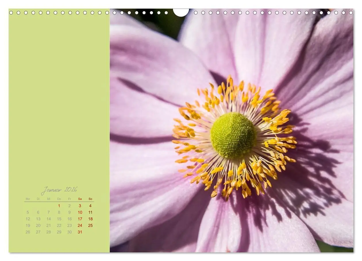 Bild: 9783516670844 | Blütenstil (Wandkalender 2026 DIN A3 quer), CALVENDO Monatskalender