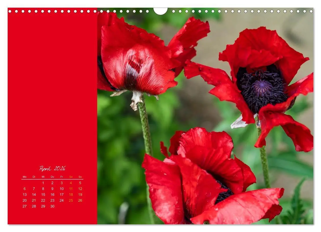 Bild: 9783516670844 | Blütenstil (Wandkalender 2026 DIN A3 quer), CALVENDO Monatskalender