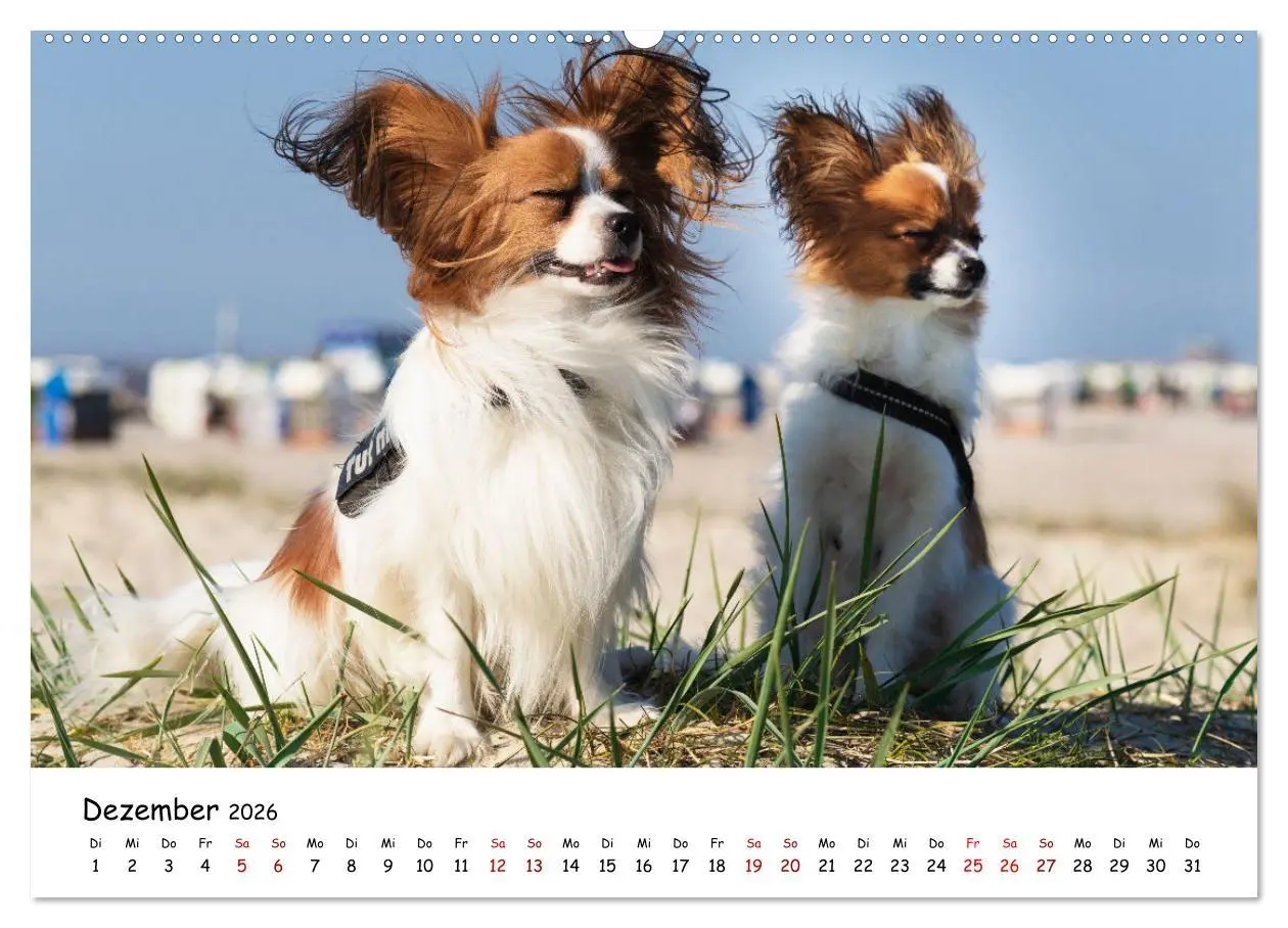 Bild: 9783457640944 | Strandurlaub mit Hund (Wandkalender 2026 DIN A2 quer), CALVENDO...