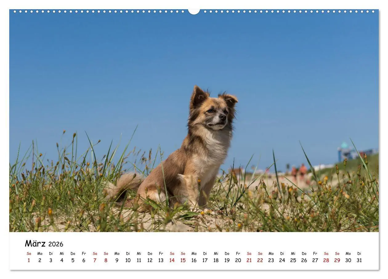 Bild: 9783457640944 | Strandurlaub mit Hund (Wandkalender 2026 DIN A2 quer), CALVENDO...
