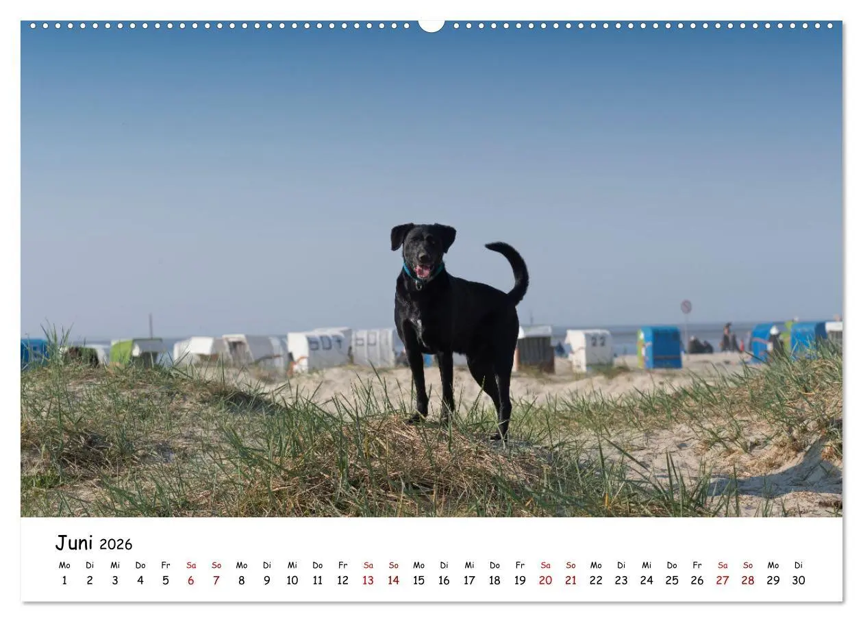 Bild: 9783457640944 | Strandurlaub mit Hund (Wandkalender 2026 DIN A2 quer), CALVENDO...
