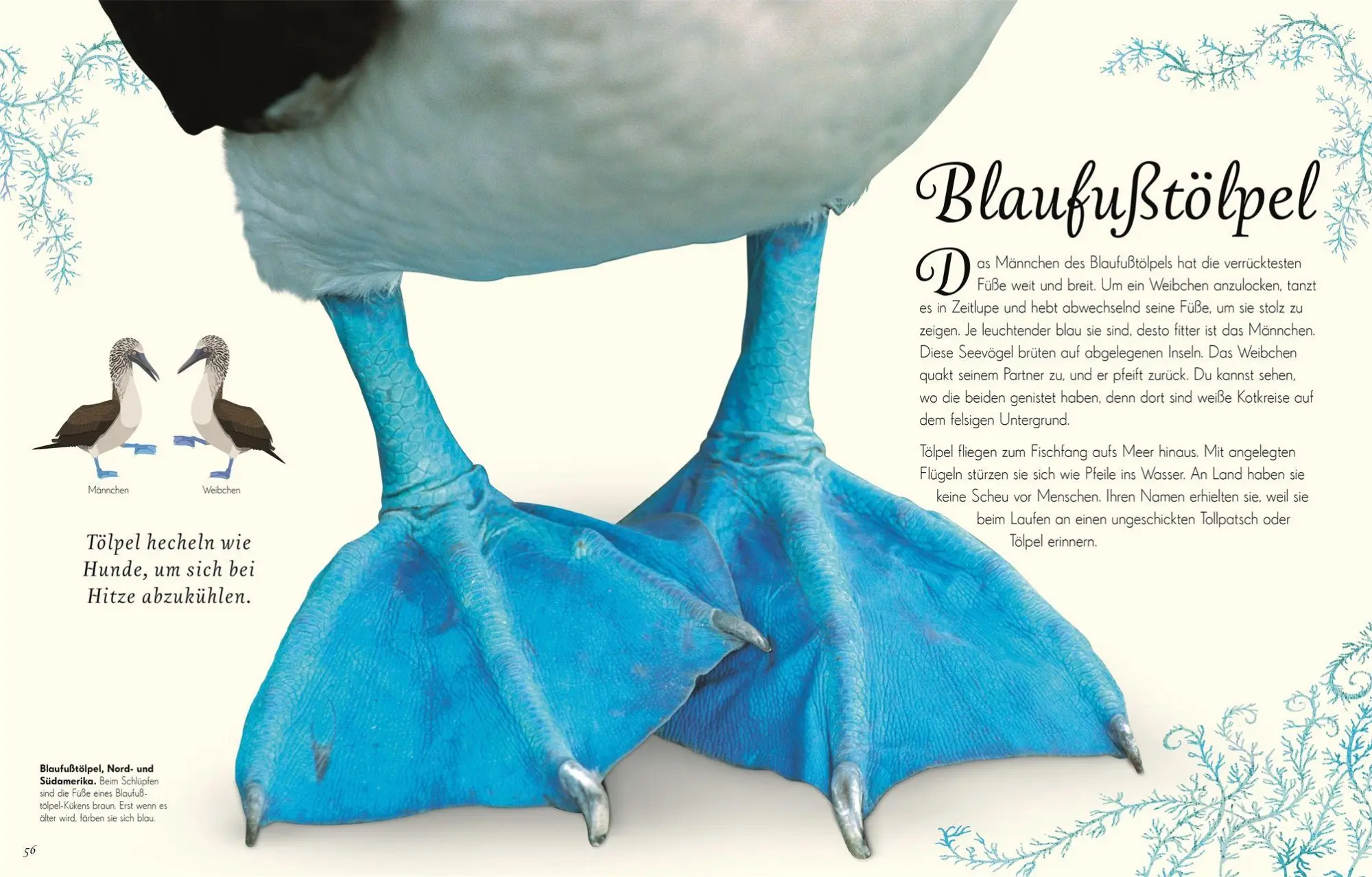 Bild: 9783831051144 | Wundervolle Welt der Vögel | Ben Hoare | Buch | Wundervolle Welt