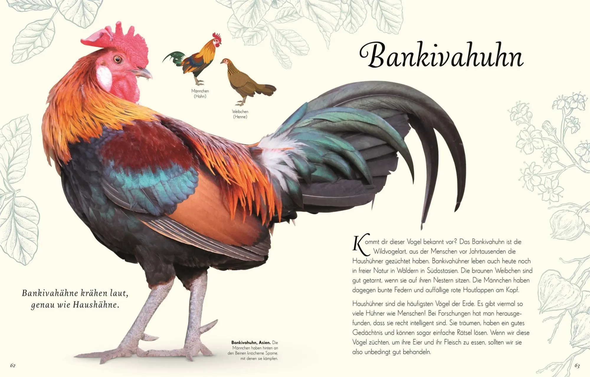 Bild: 9783831051144 | Wundervolle Welt der Vögel | Ben Hoare | Buch | Wundervolle Welt