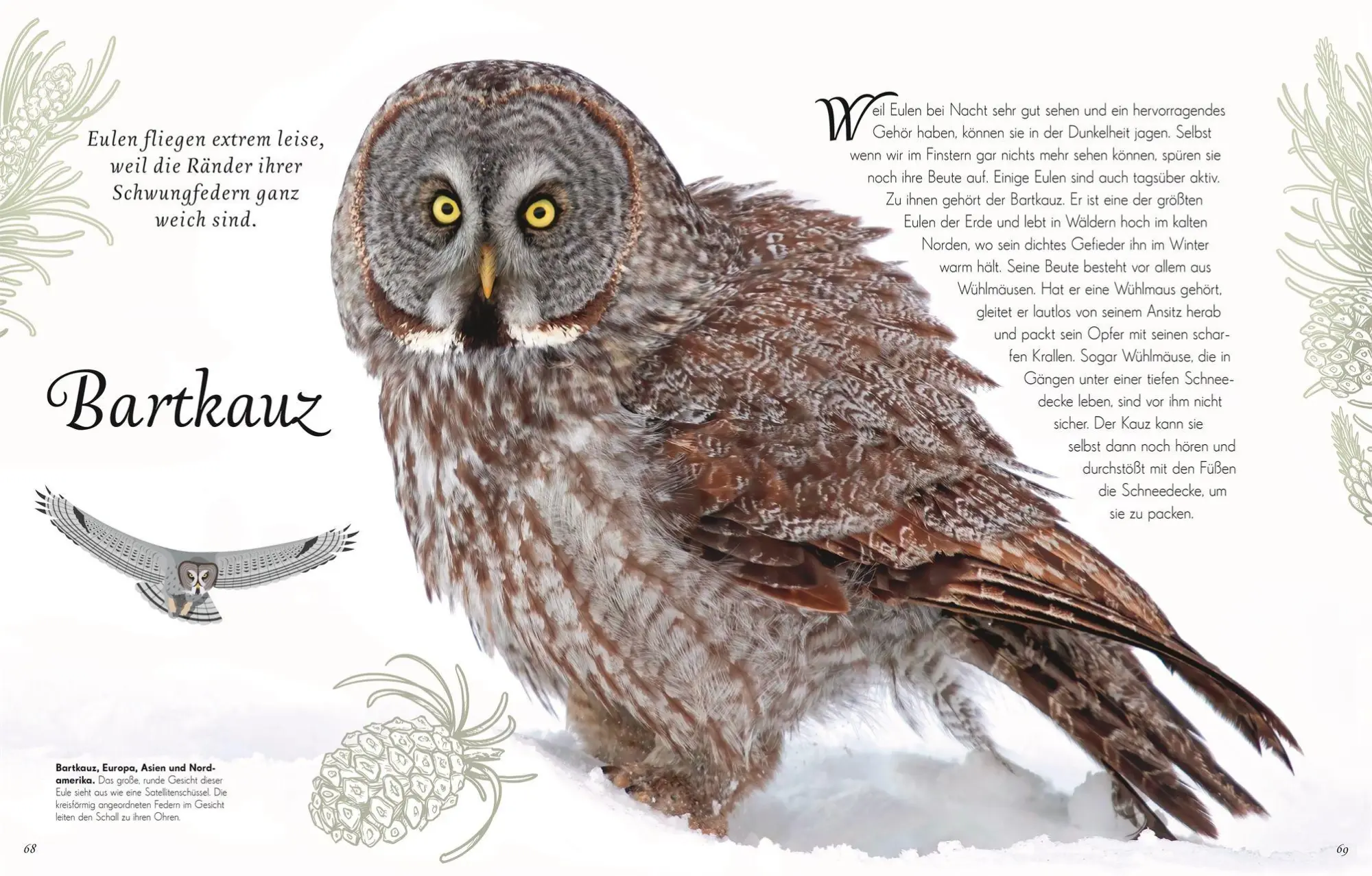 Bild: 9783831051144 | Wundervolle Welt der Vögel | Ben Hoare | Buch | Wundervolle Welt