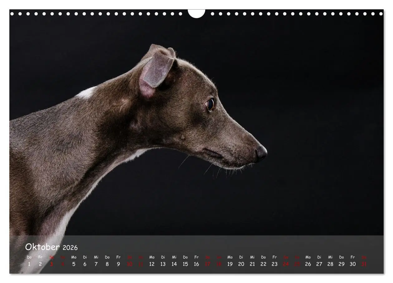 Bild: 9783457511244 | Whippets - Seelenhunde fürs Leben (Wandkalender 2026 DIN A3 quer),...