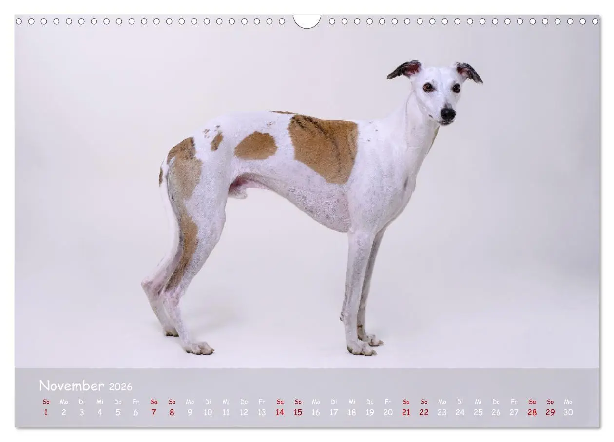 Bild: 9783457511244 | Whippets - Seelenhunde fürs Leben (Wandkalender 2026 DIN A3 quer),...