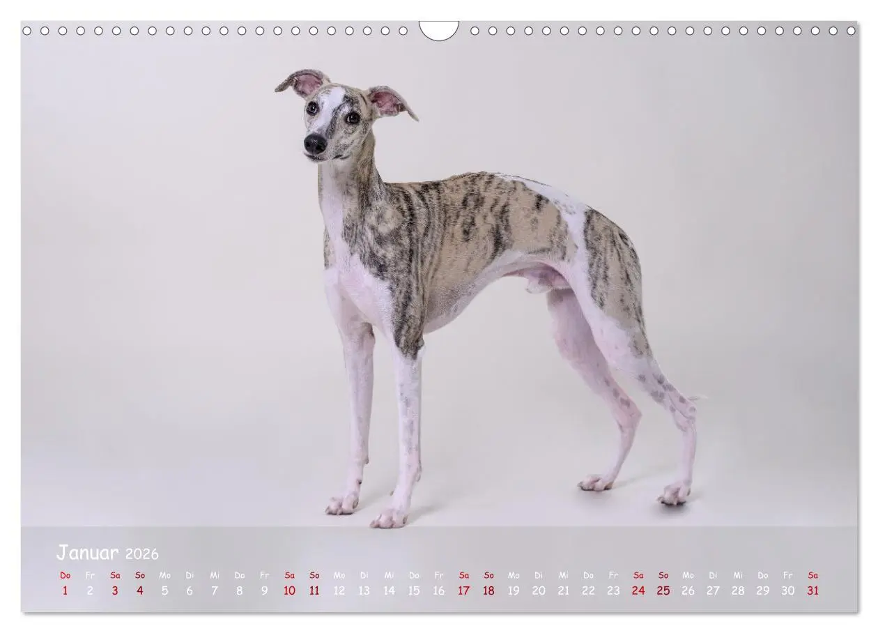 Bild: 9783457511244 | Whippets - Seelenhunde fürs Leben (Wandkalender 2026 DIN A3 quer),...