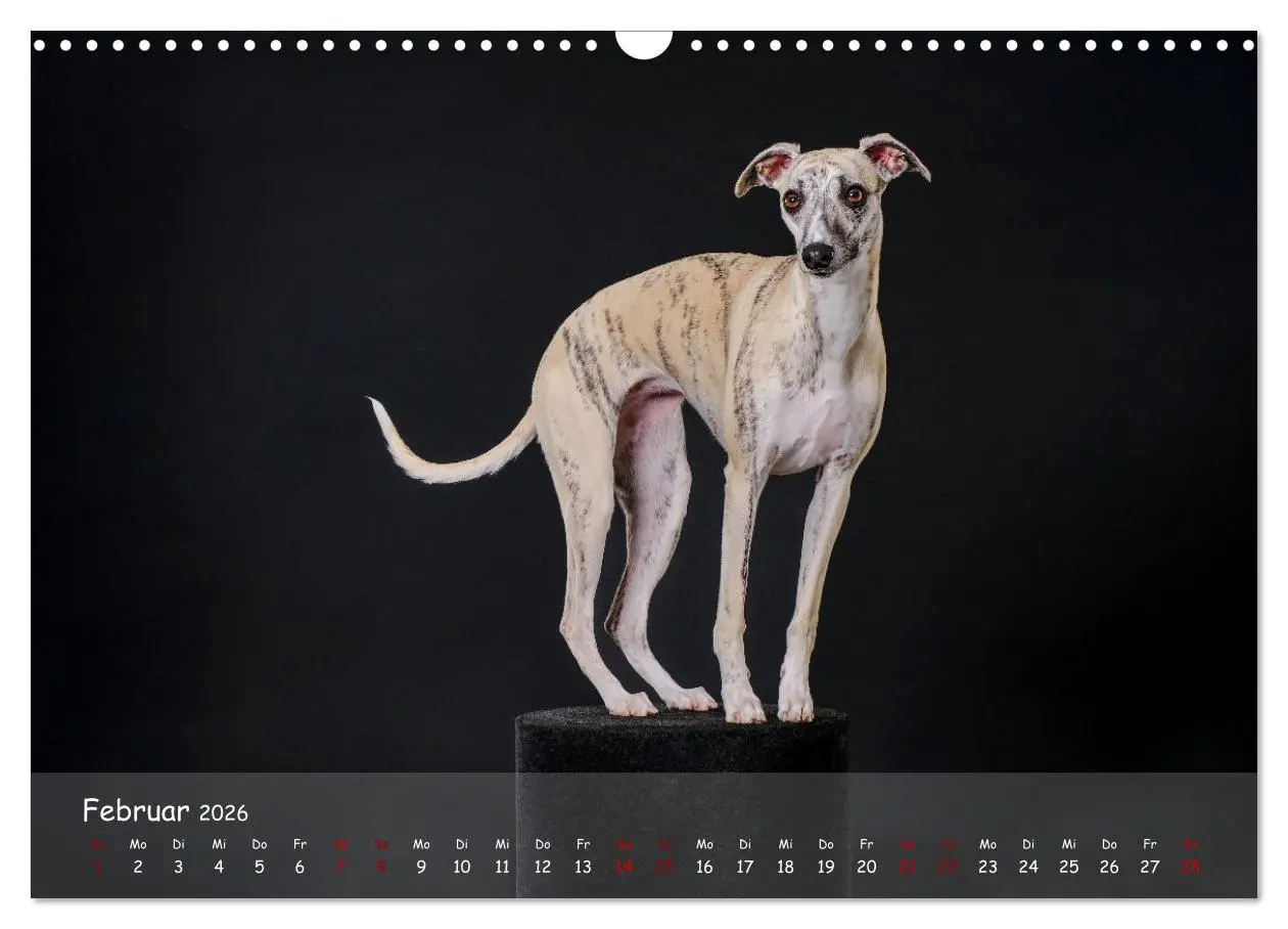 Bild: 9783457511244 | Whippets - Seelenhunde fürs Leben (Wandkalender 2026 DIN A3 quer),...