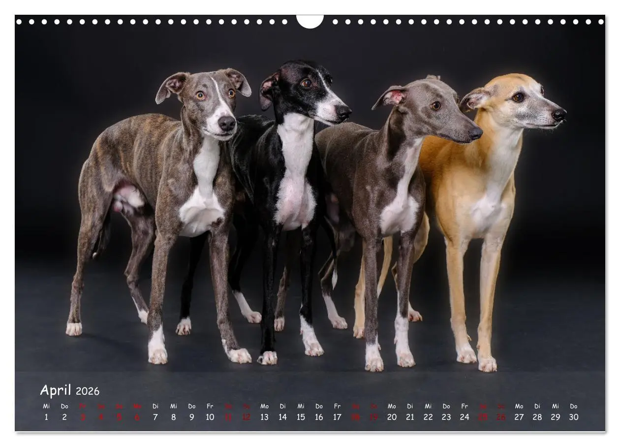 Bild: 9783457511244 | Whippets - Seelenhunde fürs Leben (Wandkalender 2026 DIN A3 quer),...
