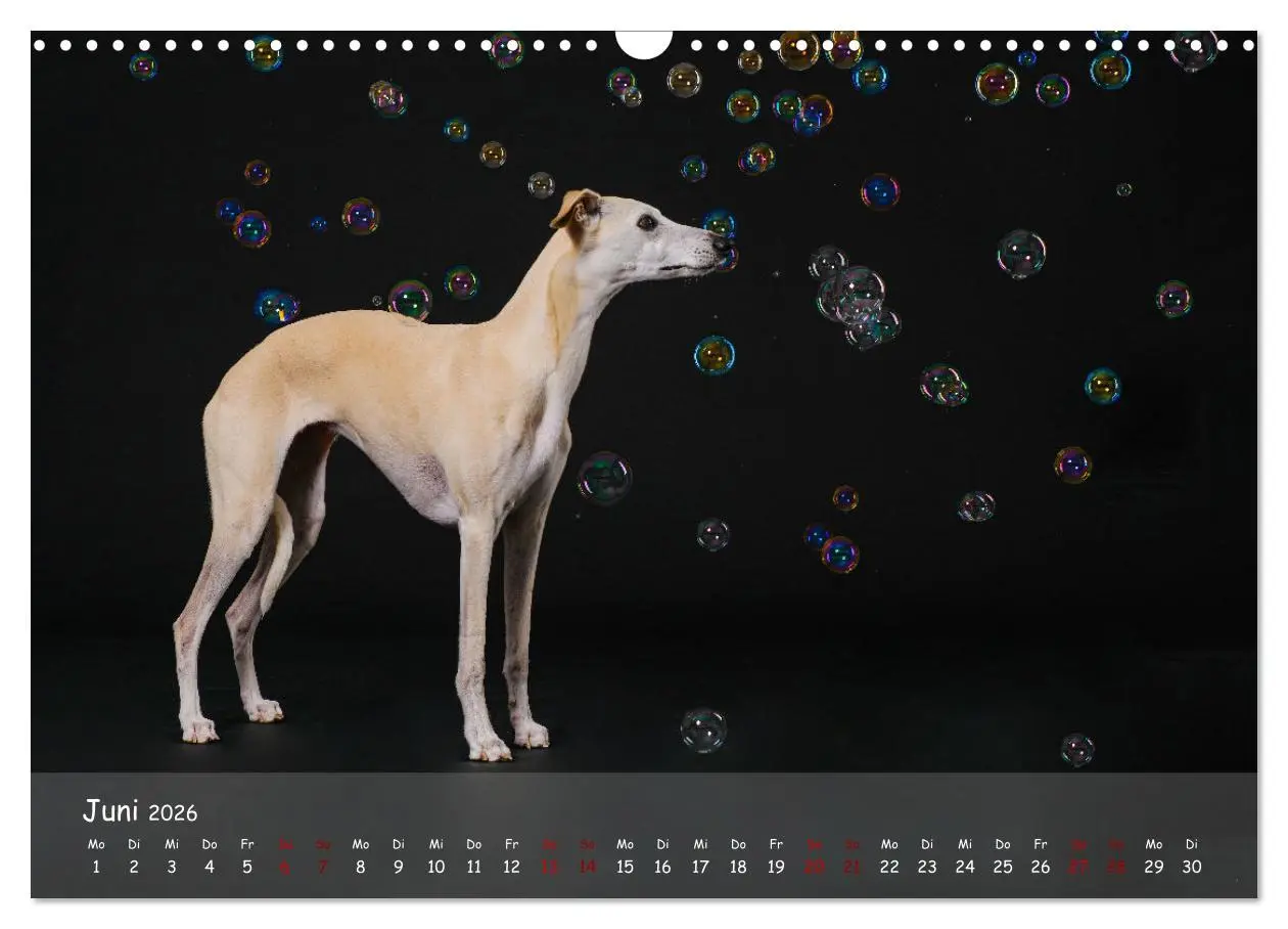 Bild: 9783457511244 | Whippets - Seelenhunde fürs Leben (Wandkalender 2026 DIN A3 quer),...