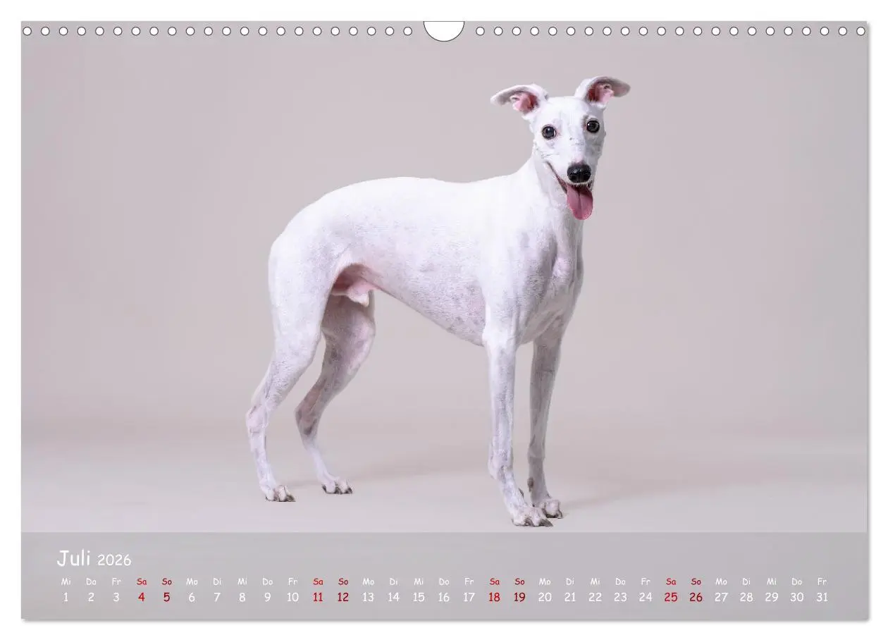 Bild: 9783457511244 | Whippets - Seelenhunde fürs Leben (Wandkalender 2026 DIN A3 quer),...