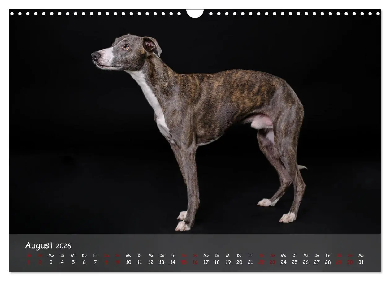 Bild: 9783457511244 | Whippets - Seelenhunde fürs Leben (Wandkalender 2026 DIN A3 quer),...